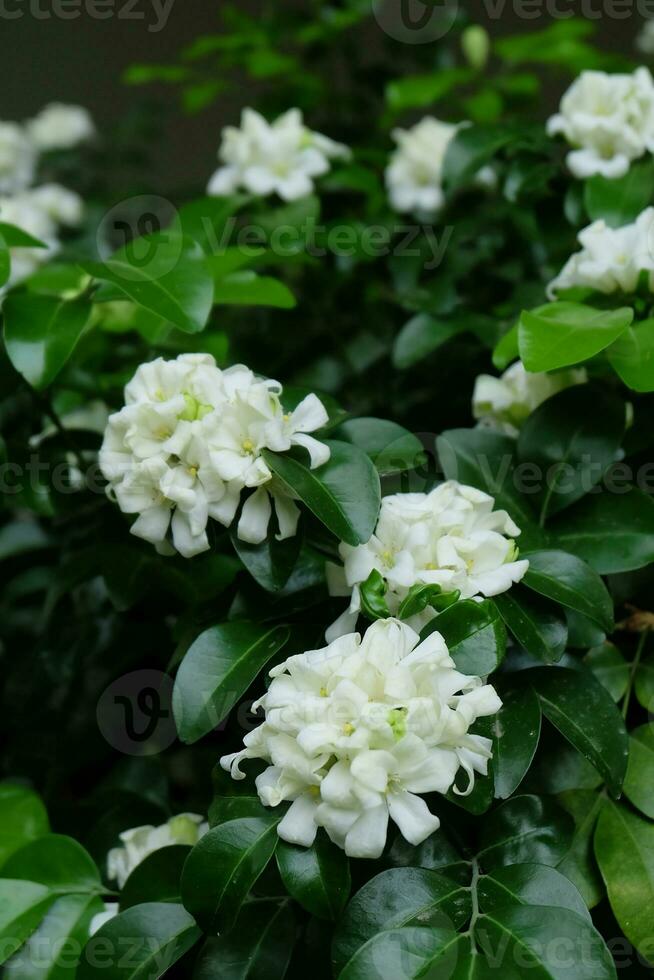 Murraya paniculata flower, commonly known as orange jasmine, orange jessamine, china box or mock orange blooming in the garden. photo