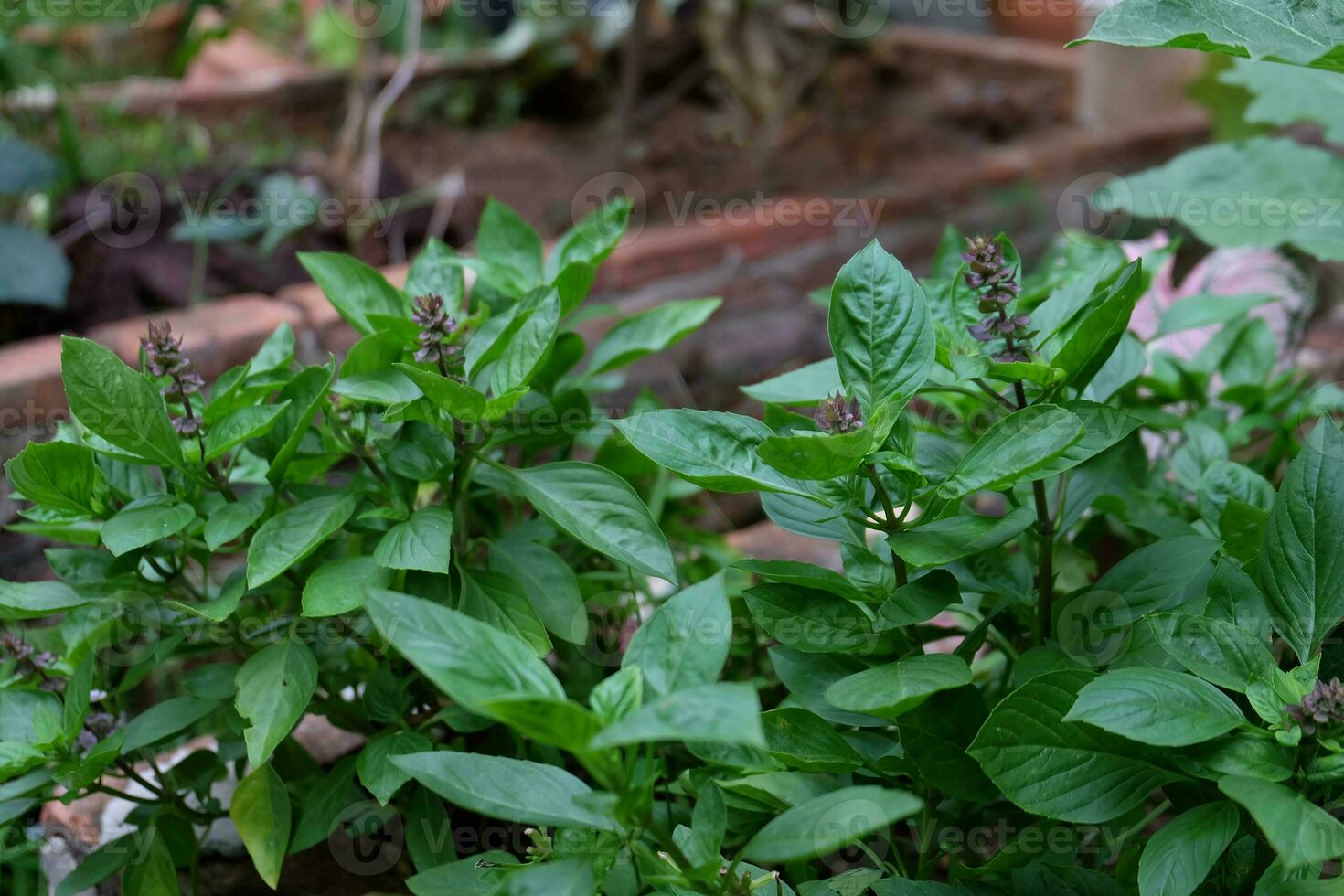 Italian basil tree in the garden photo