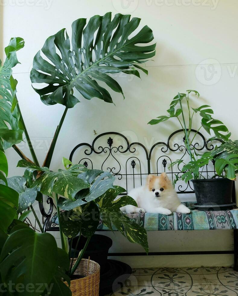 Brown and white Pomeranian dog sitting on a chair in a tropical garden photo
