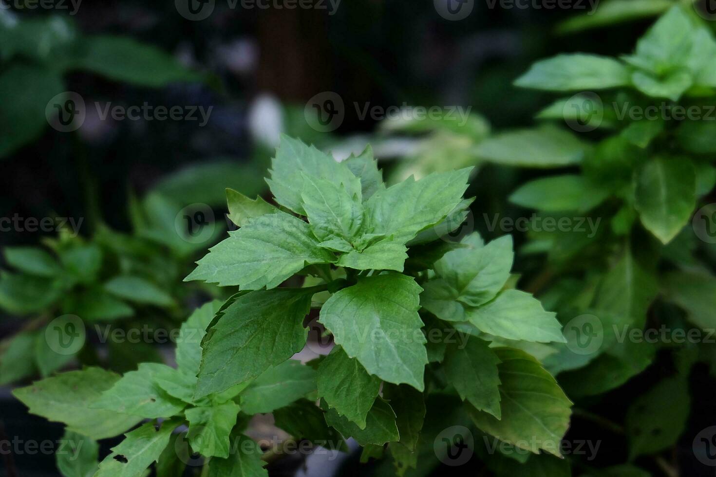 Italian basil tree in the garden photo