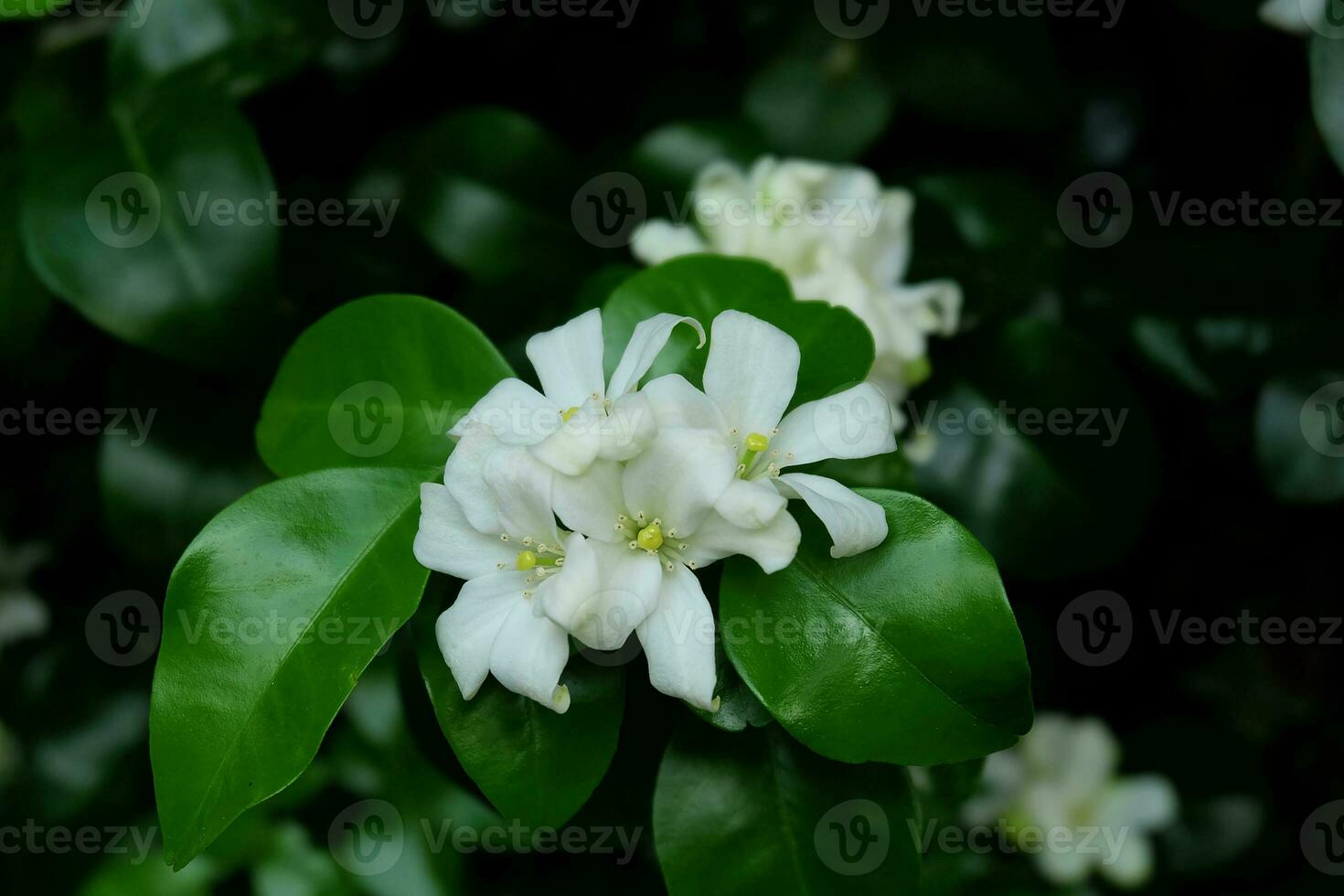Murraya paniculata flower, commonly known as orange jasmine, orange jessamine, china box or mock orange blooming in the garden. photo