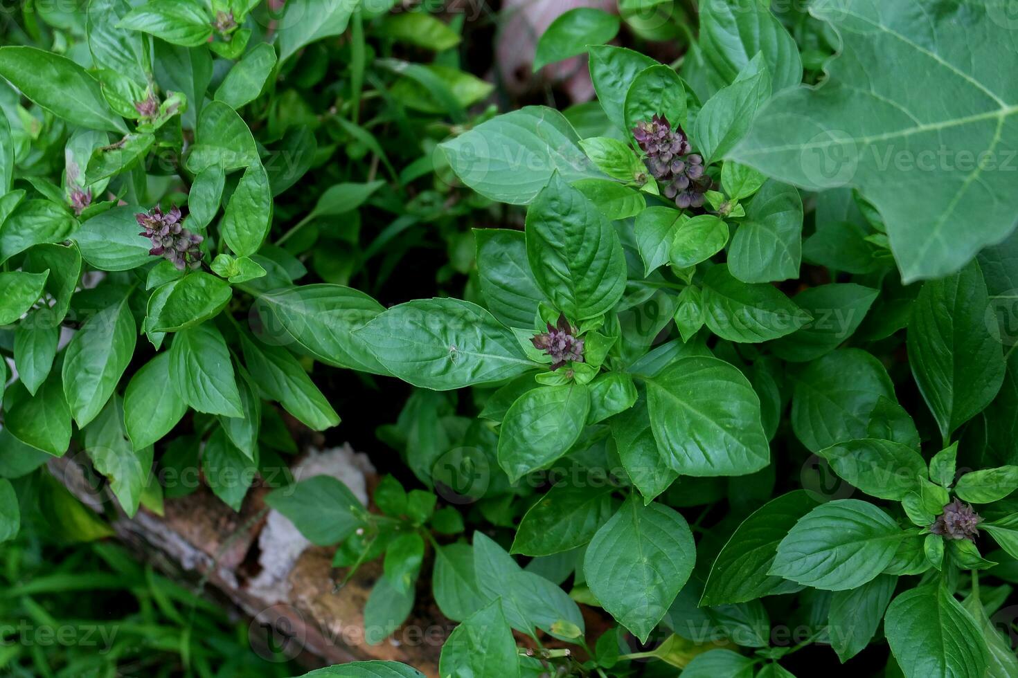 Italian basil tree in the garden photo