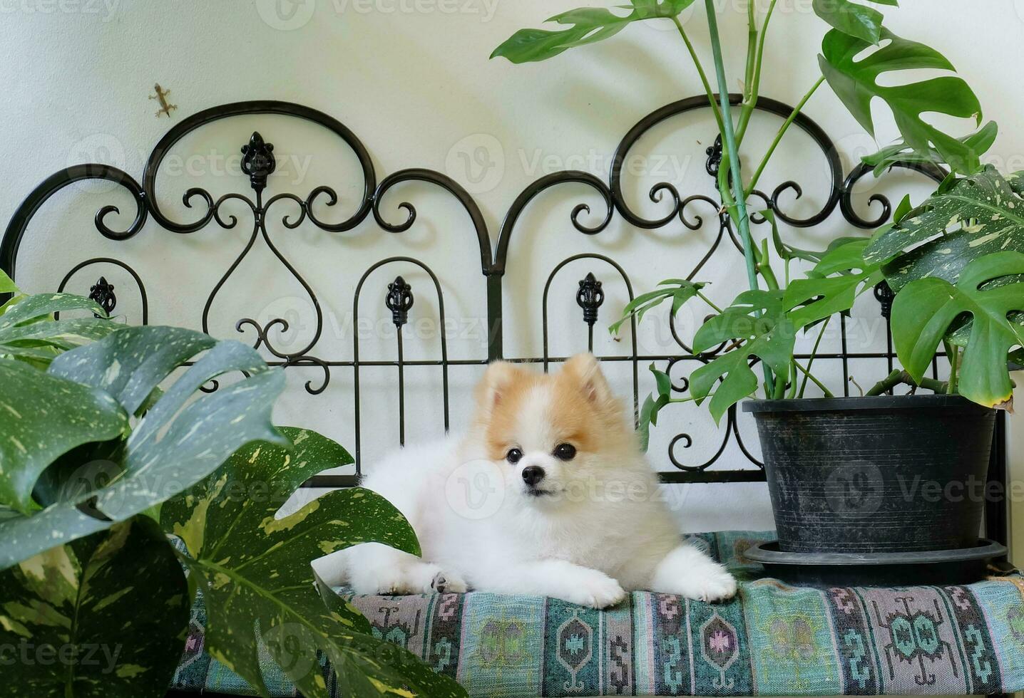 Brown and white Pomeranian dog sitting on a chair in a tropical garden photo
