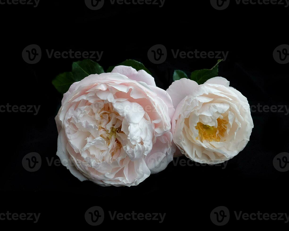 Pastel pink English roses on a black background. photo
