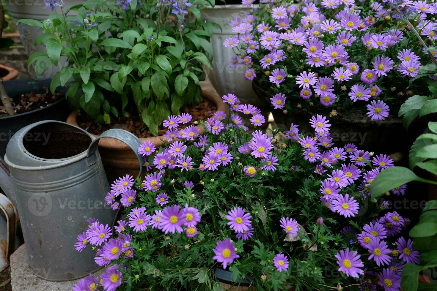 Purple daisy Bellis perennis in the garden photo