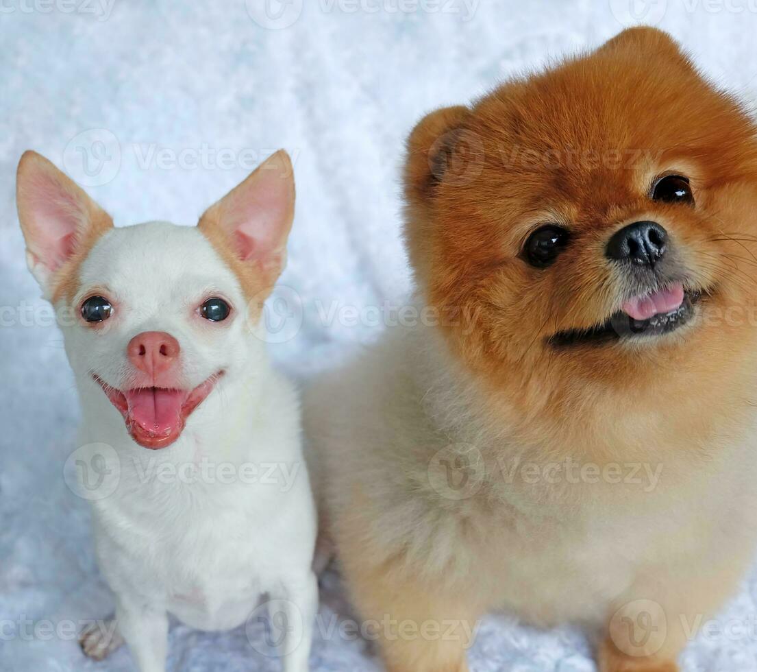 Cute fluffy Chihuahua Pomeranian dog on a white background. cute pets photo