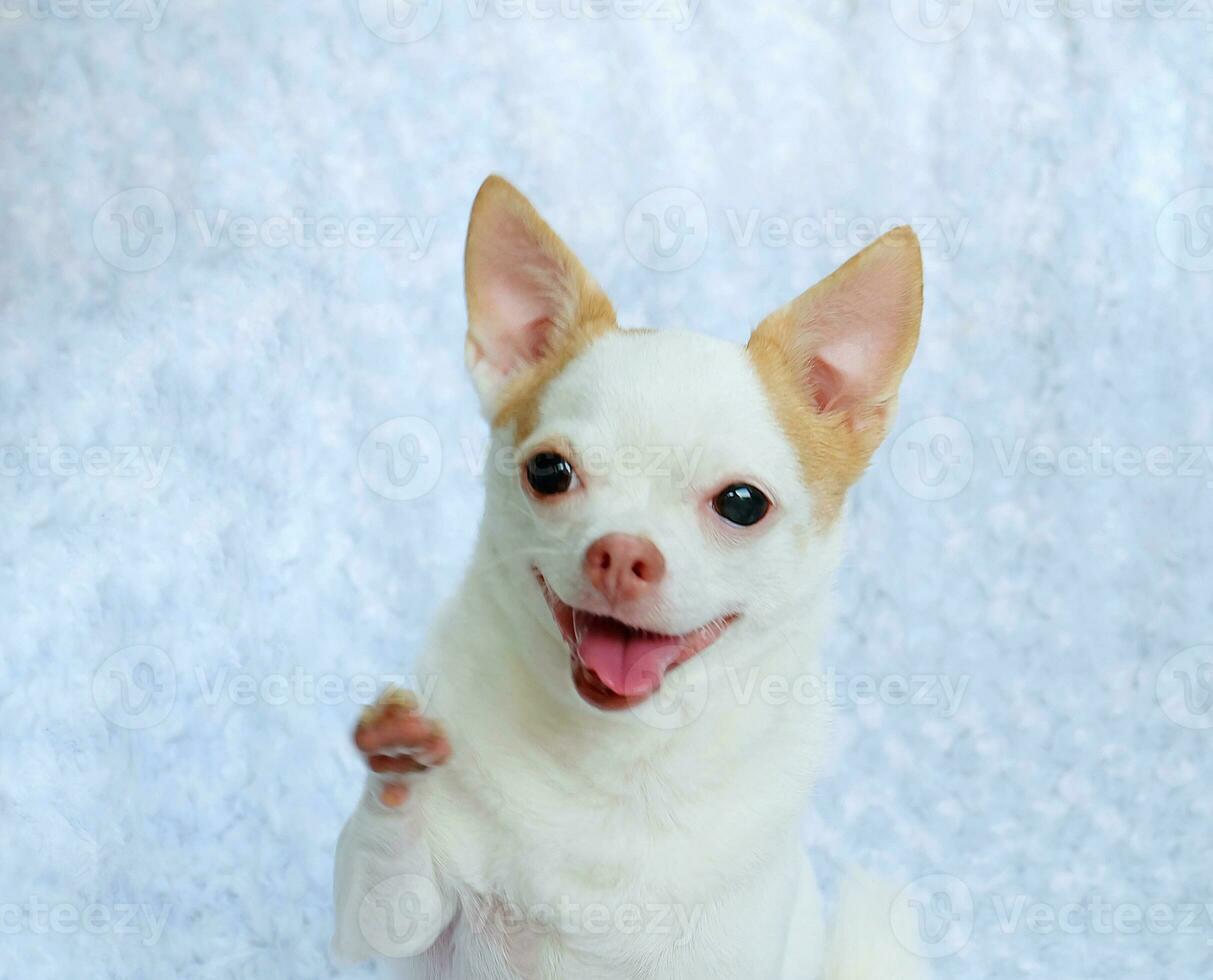 Cute fluffy Chihuahua dog on a white background. cute pets photo