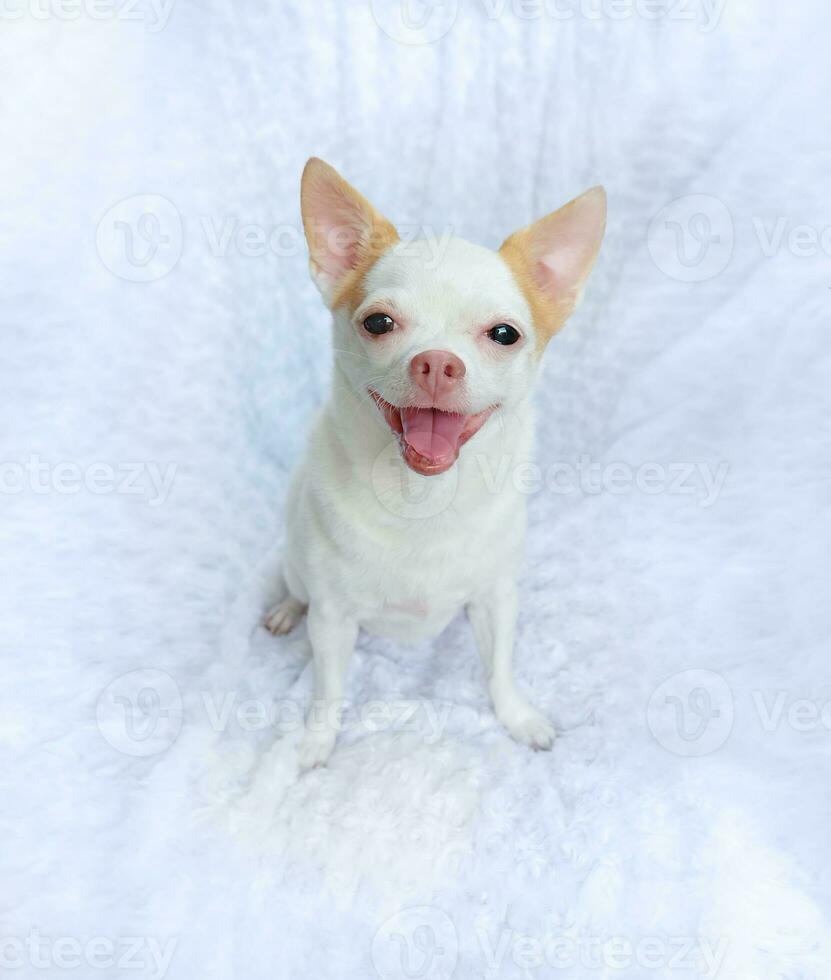 Cute fluffy Chihuahua dog on a white background. cute pets photo