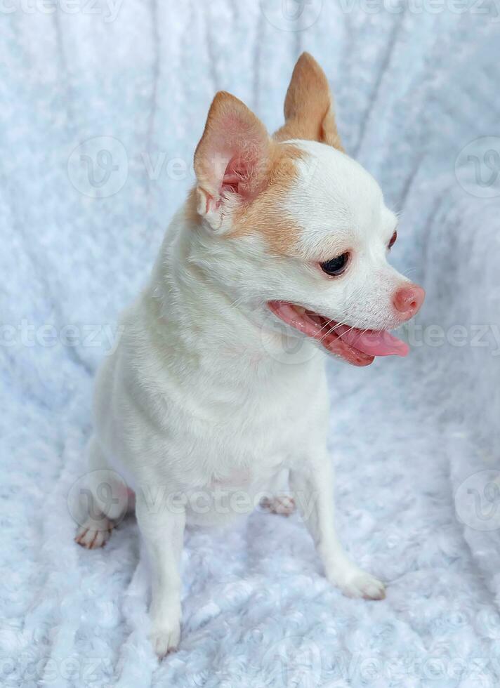 Cute fluffy Chihuahua dog on a white background. cute pets photo
