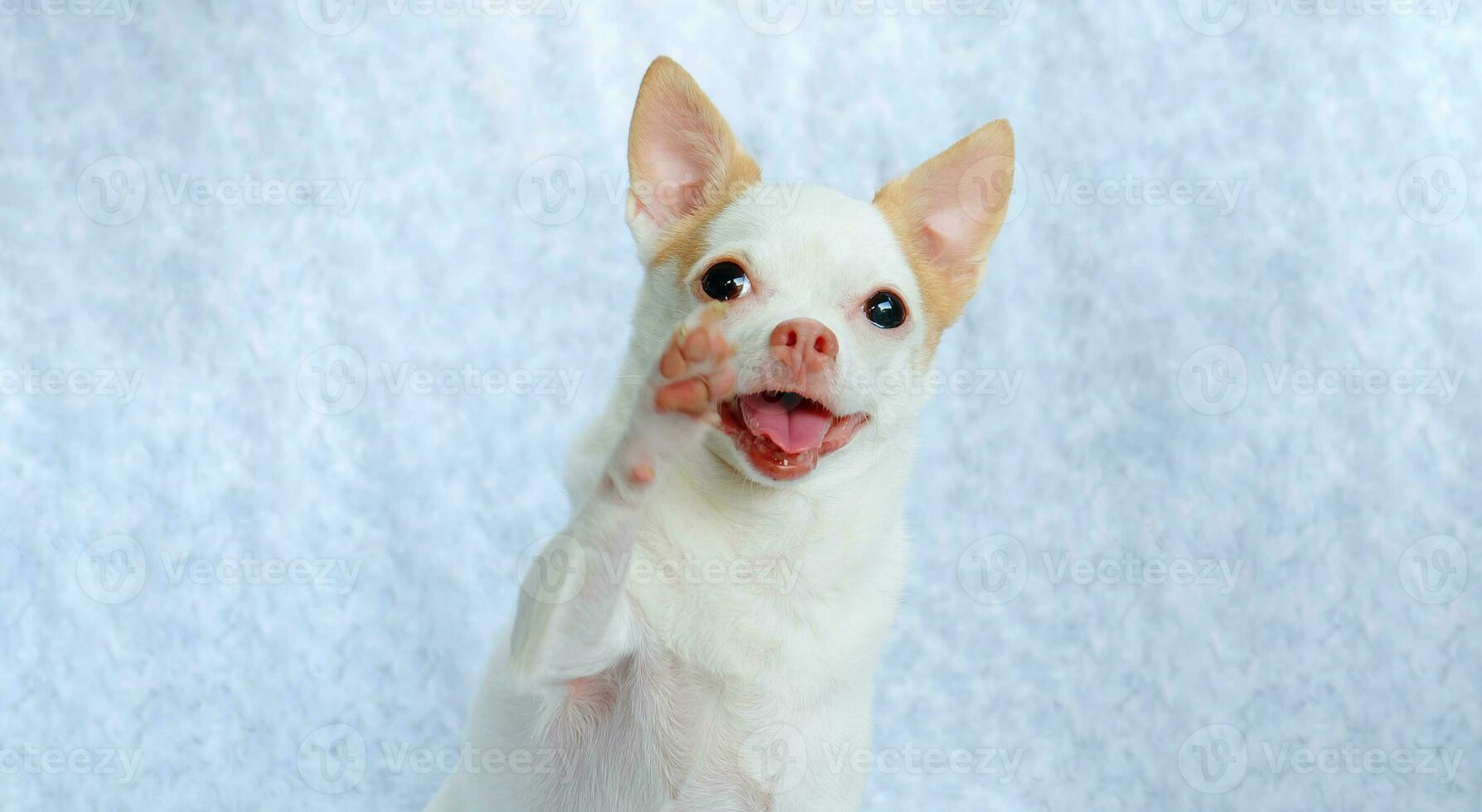 Cute fluffy Chihuahua dog on a white background. cute pets photo