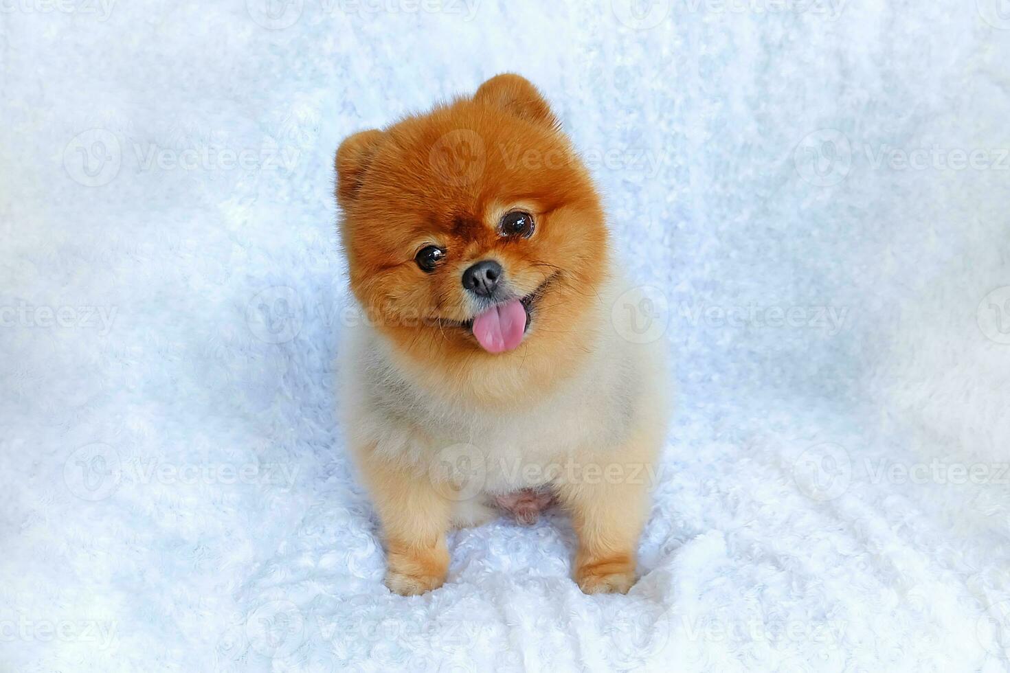 Cute fluffy Pomeranian dog on White . cute pets photo