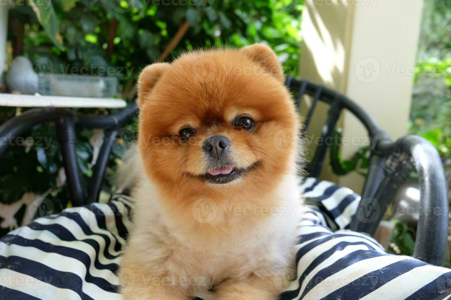 Cute fluffy Pomeranian dog on green grass outdoors. cute pets photo