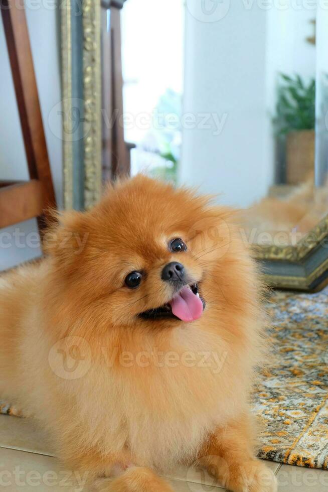 Brown and white Pomeranian dog sitting on a chair in a tropical garden photo