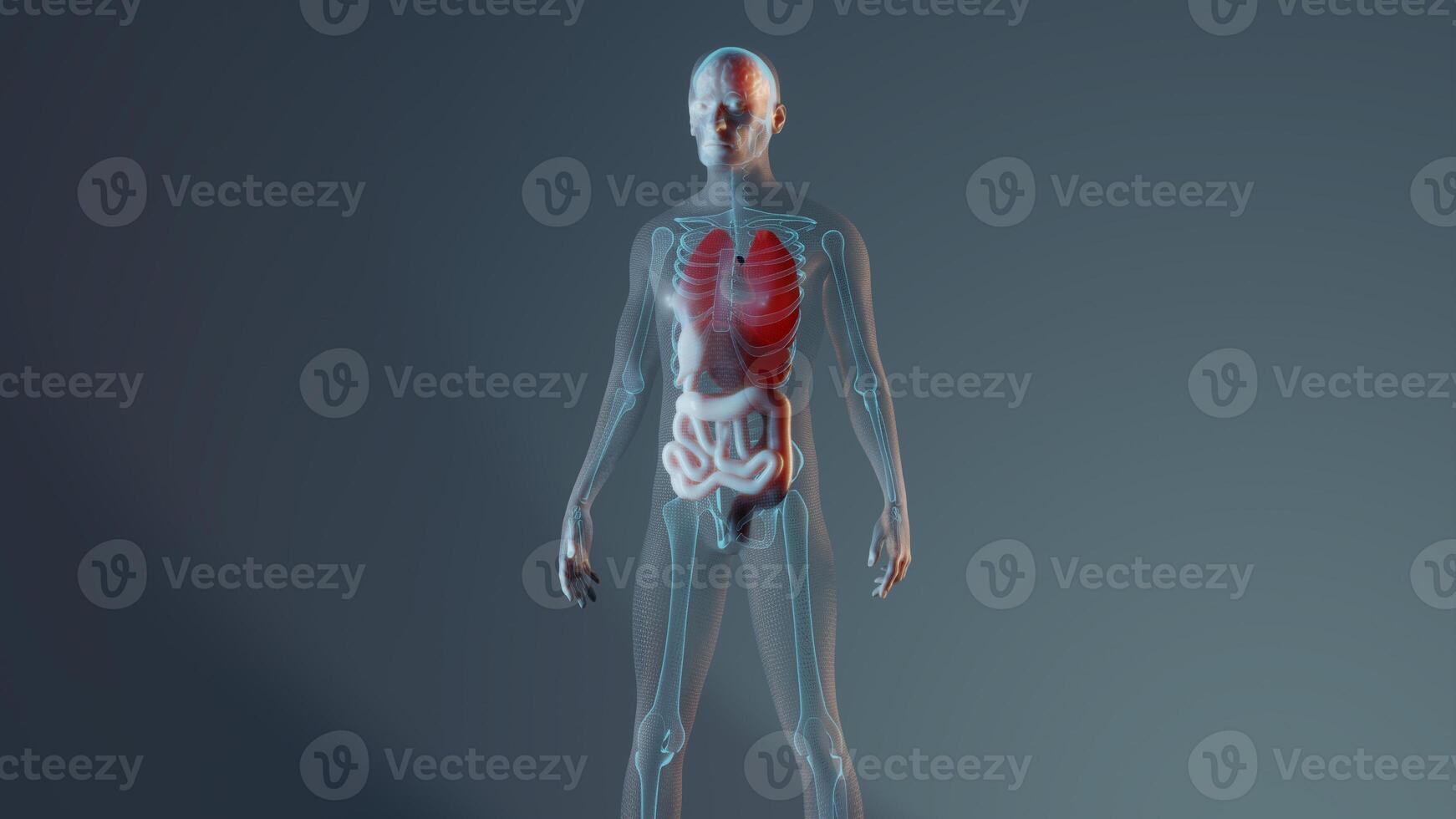 Male human anatomy representation with skeleton and internal organs. Rendered 3D illustration photo