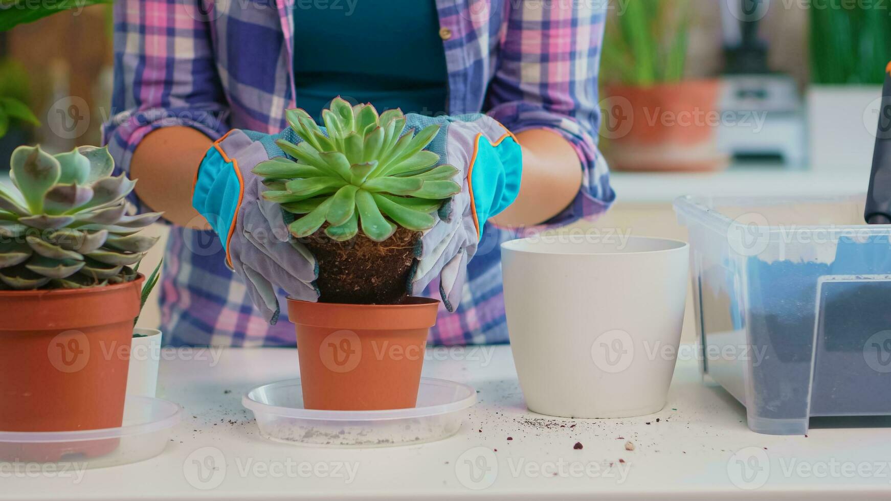 Closeup of woman replanting houseplant in the kitchen. Holding succulent flower on camera planting in ceramic pot using shovel, gloves, fertil soil and flowers for house decoration. photo