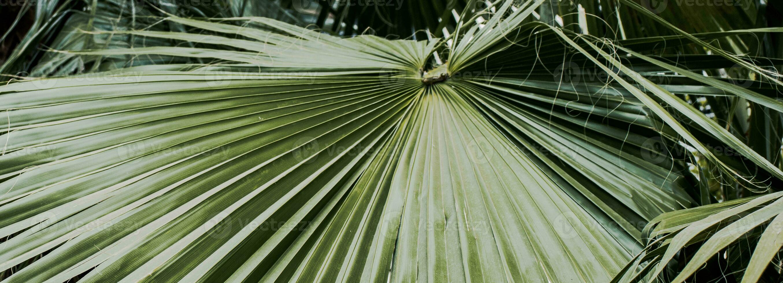 Tropical palm leaves, floral background photo. Circular palm leaf photo