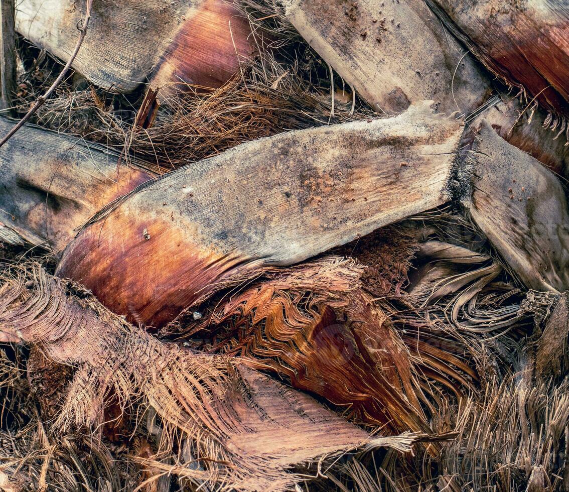 Palm tree trunk detailed background pattern. Palm tree trunk texture. Cracked bark of old tropical palm trees. photo