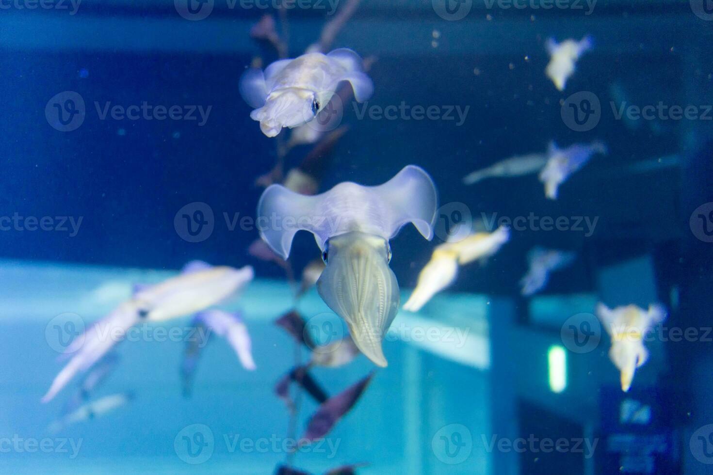 Squid group in deep blue sea photo