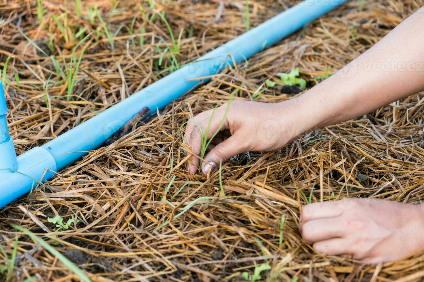 Women hand pull out weed on green oak garden photo