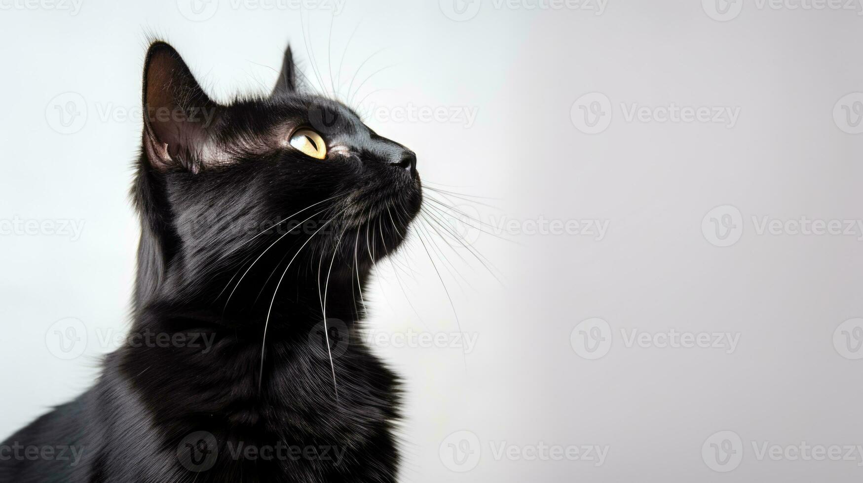 ai generado negro gato mascota retrato fotografía, ai foto