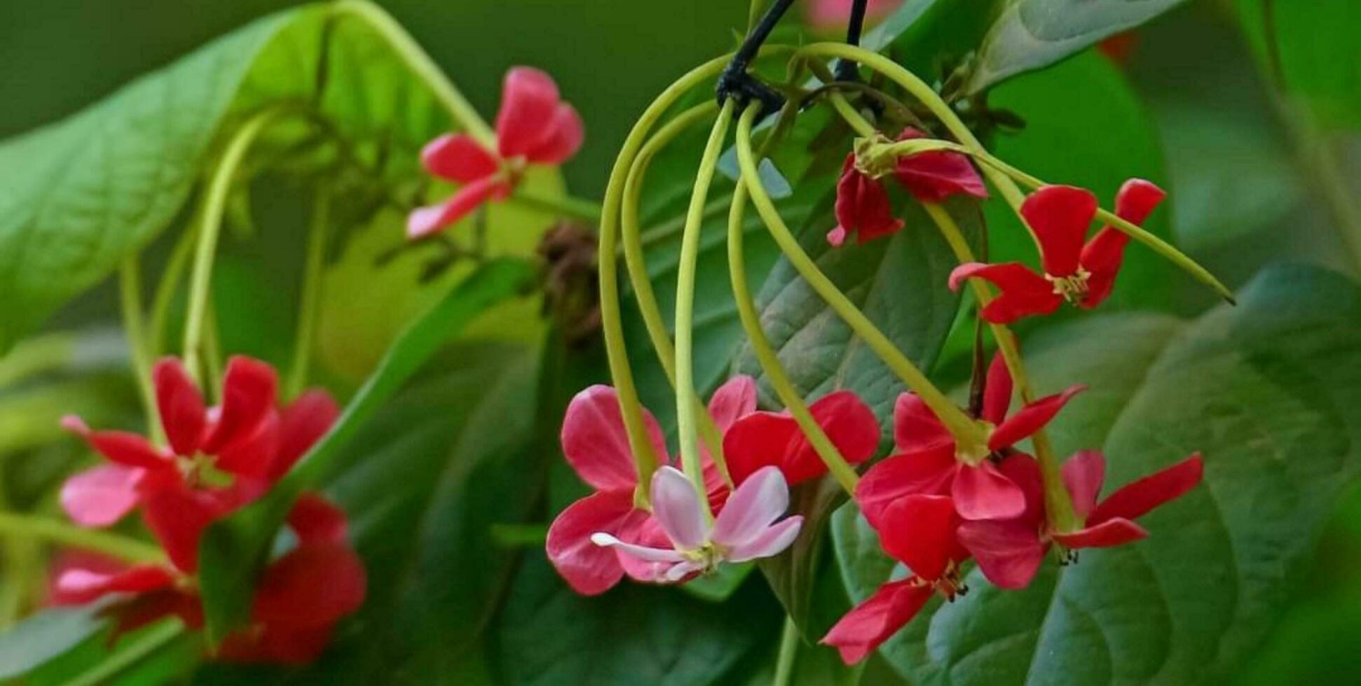Blooming flower in garden photo