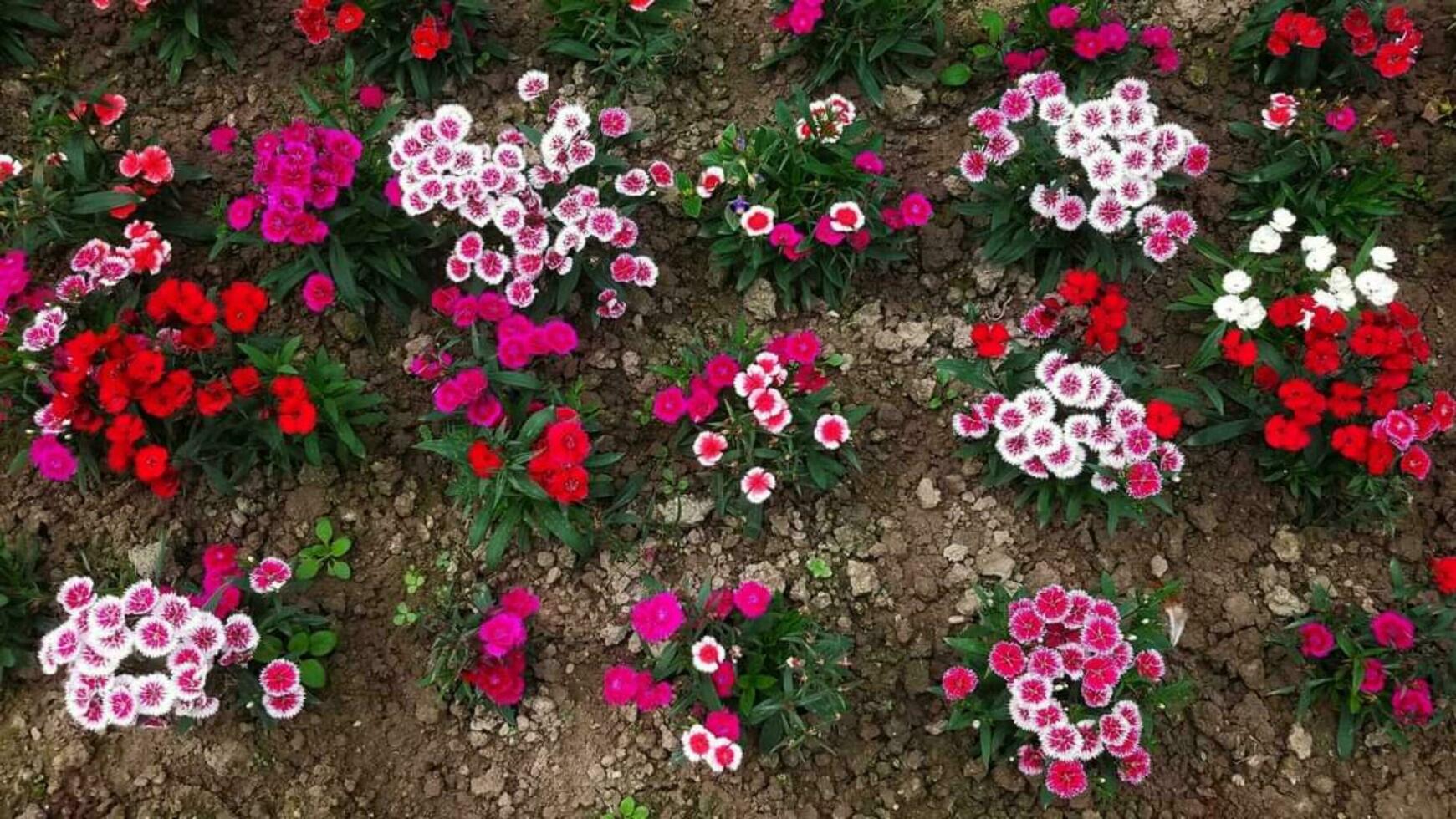 Blooming flower in garden photo