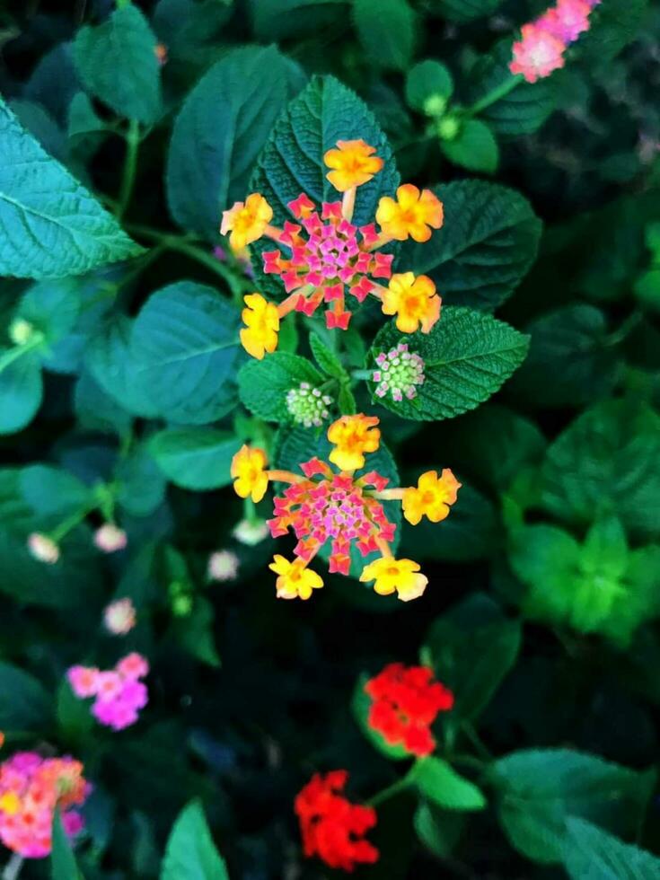 Blooming flower in garden photo