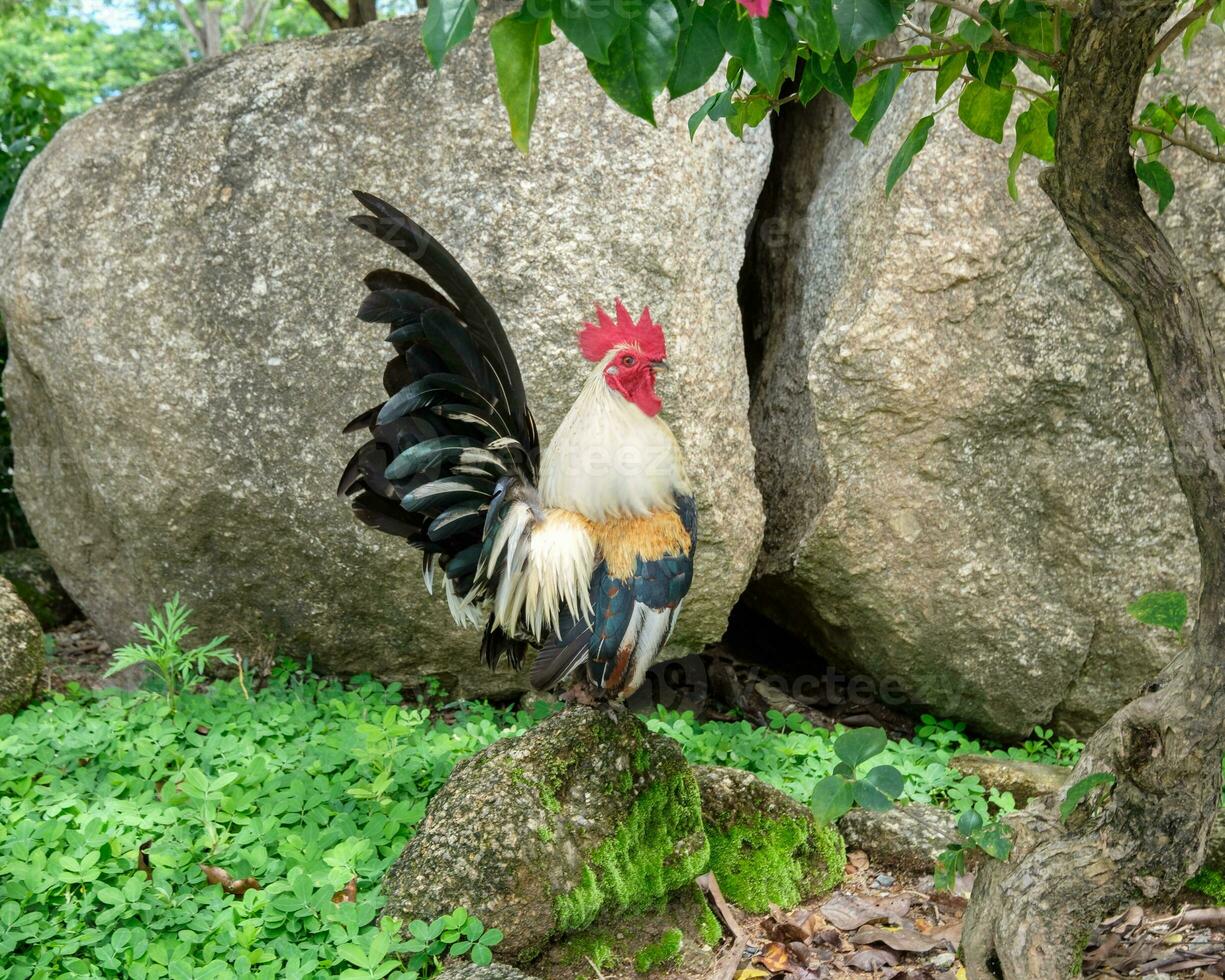 gallito, aves de corral vistoso plumas en pie en rock foto