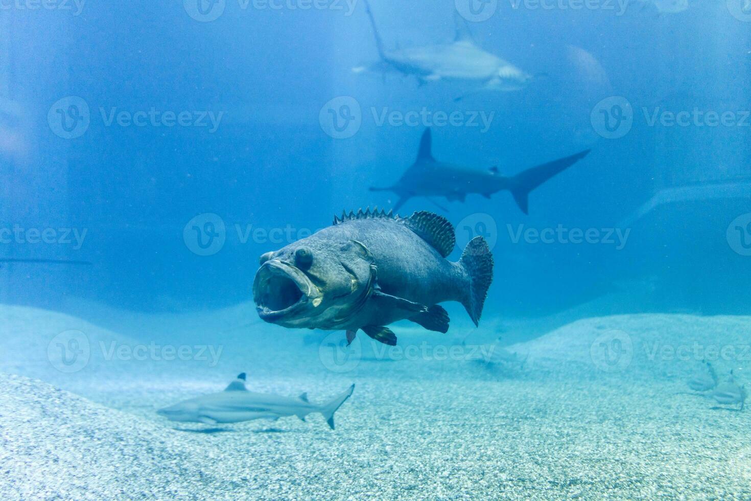 Giant grouper with shark in blue sea photo