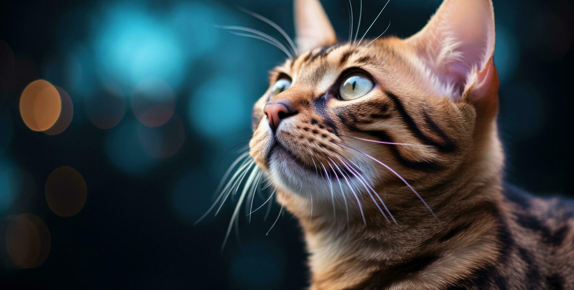 AI generated bengal tabby cat with blue eyes looking up, photo