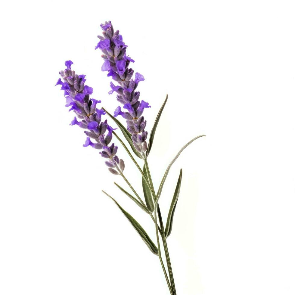 AI generated single lavender flower isolated on white photo