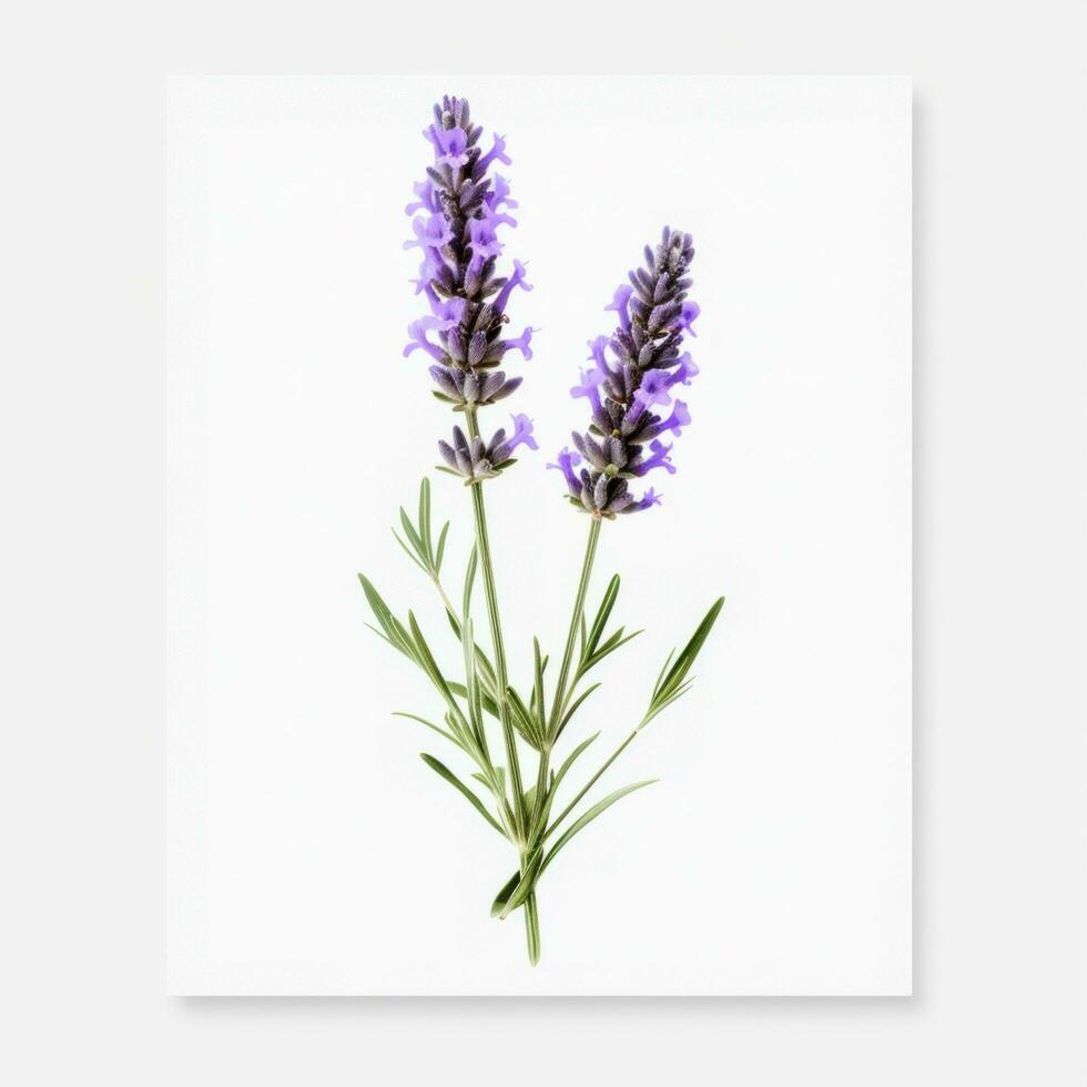 AI generated single lavender flower isolated on white photo