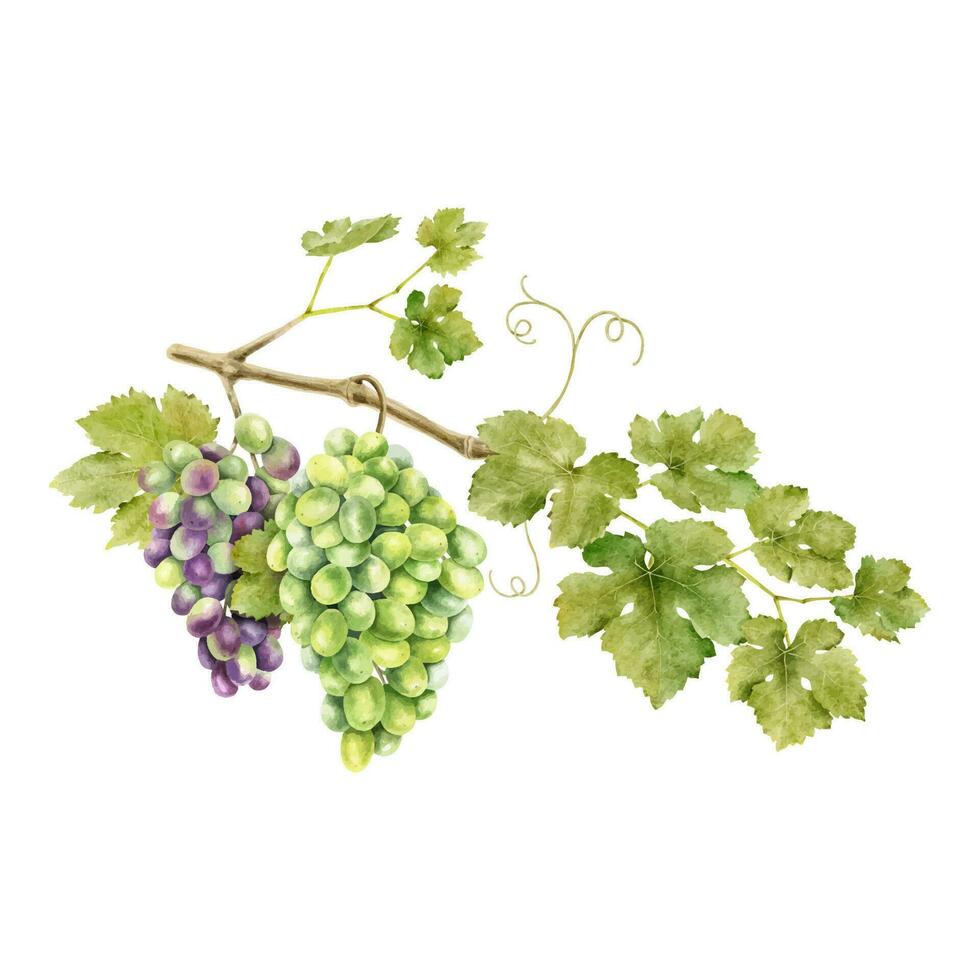 A bunches of grapes with leaves. Grape vine. Isolated Watercolor illustrations for the design of labels of wine, grape juice and cosmetics, wedding cards, stationery, greetings, wallpaper, invitations vector