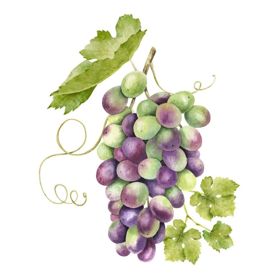 A bunch of red grapes with leaves. Grapevine. Isolated watercolor illustrations. For the design of labels of wine, grape juice and cosmetics, wedding cards, stationery, greetings cards vector