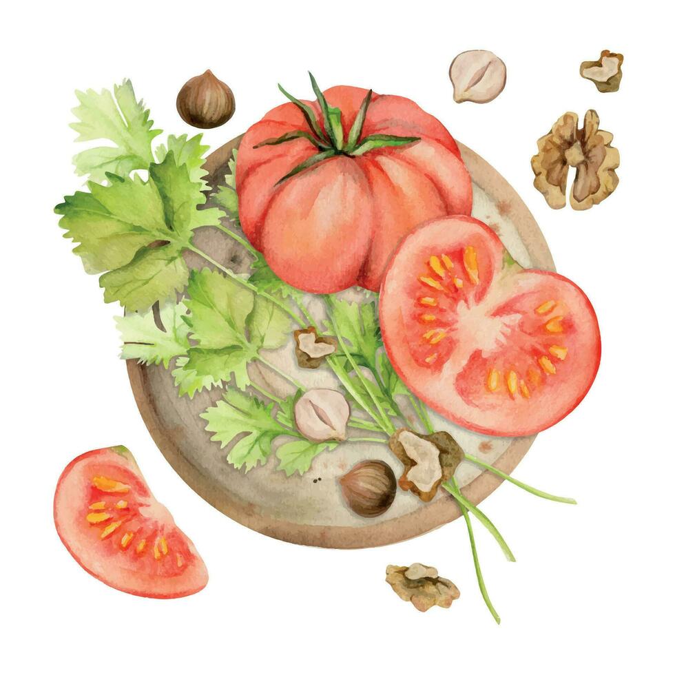 Hand drawn watercolor tomato vegetable, coriander parsley herb, nuts diet and healthy lifestyle, salad vegan cooking. Illustration composition isolated on white background. Design print, card, menu vector
