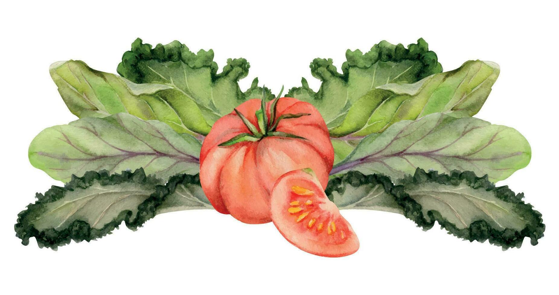 mano dibujado acuarela tomate vegetal para dieta y sano estilo de vida, verde ensalada mezcla vegano cocinando. ilustración composición aislado en blanco antecedentes. diseño póster, imprimir, sitio web, tarjeta, menú vector