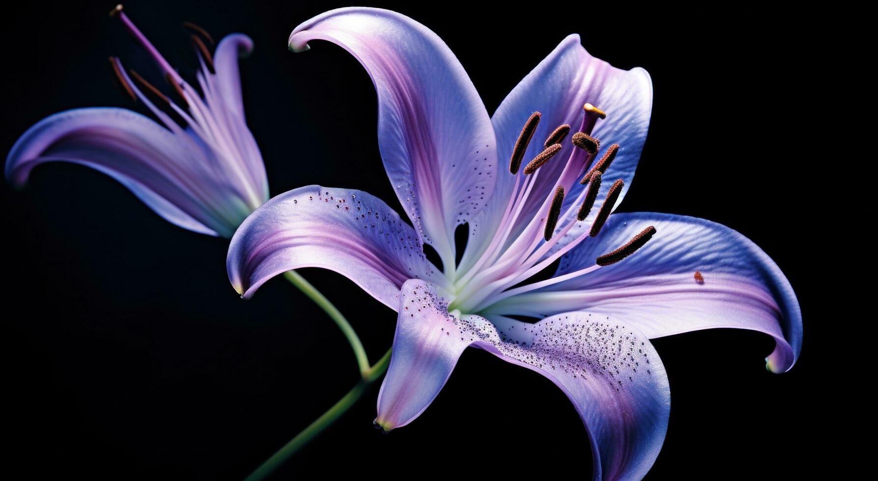 AI generated an image of a purple lily photo