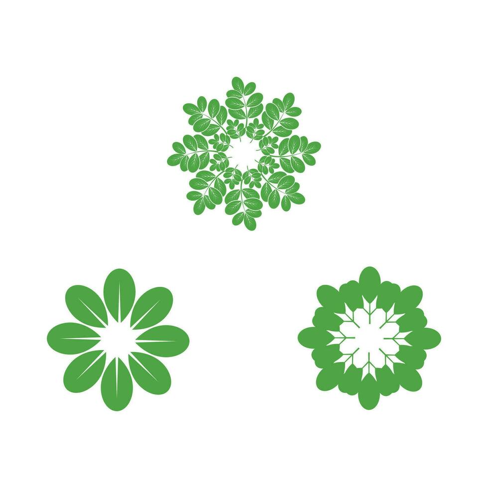 Moringa logo vector template symbol nature