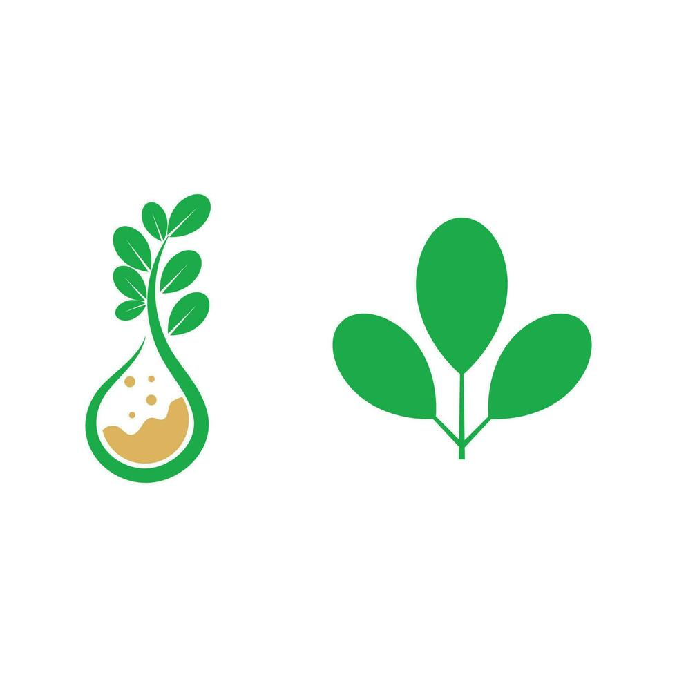 moringa logo vector modelo símbolo naturaleza