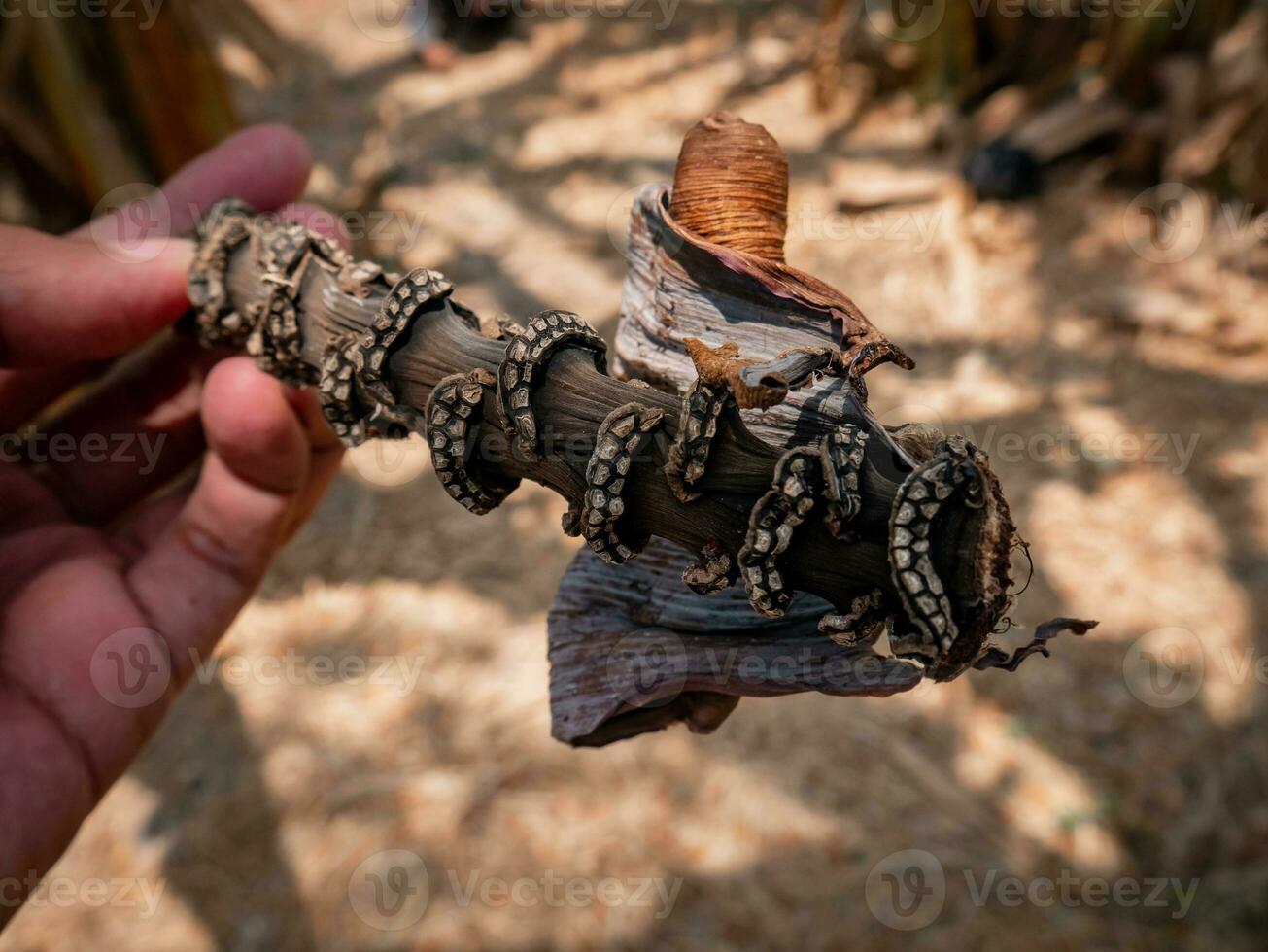 the remains of a dried banana flower stem with jagged details photo