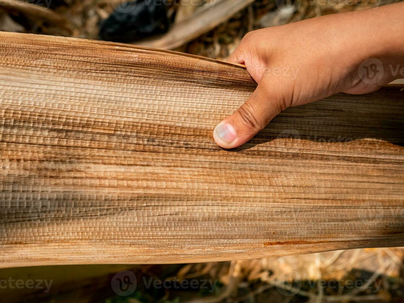 The dry bark of a banana tree is held by a small child photo