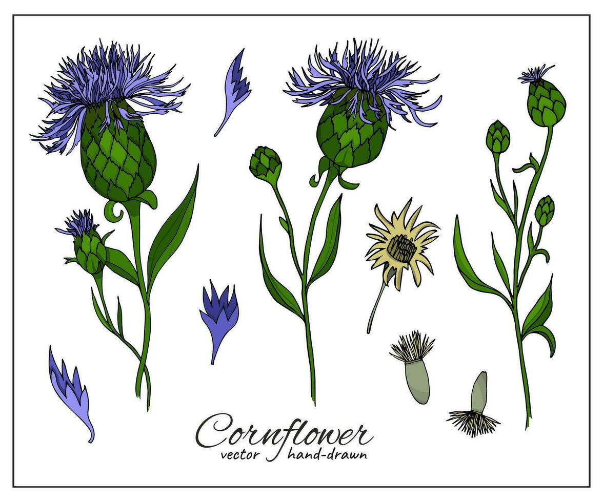 florecimiento de maíz salvaje planta. centaurea cyanus botánico vector ilustración, aislado en blanco antecedentes. mano dibujado plano decorativo elementos para botánica libros, artículos, decoración, diseño