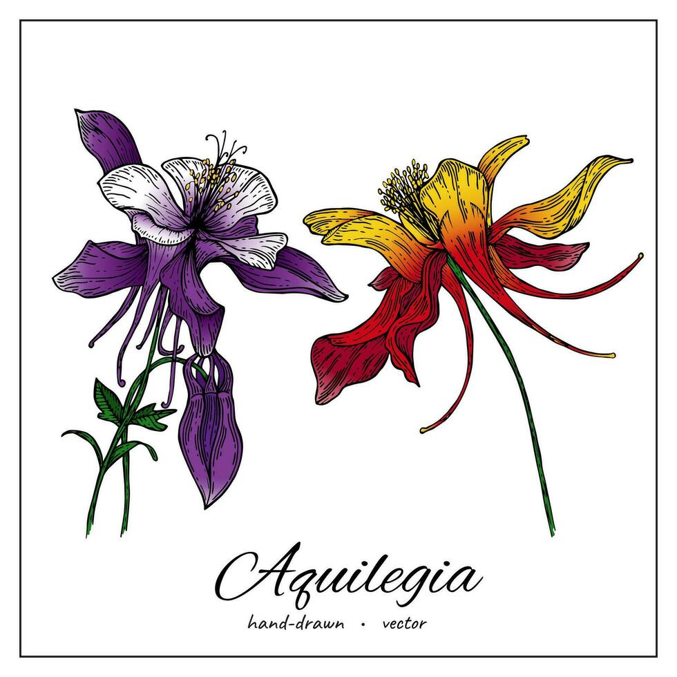 Aquilegia flower. hand drawn illustration of columbine medical flower isolated on white background for design pattern, greeting card, wedding invite, cosmetic template. vector