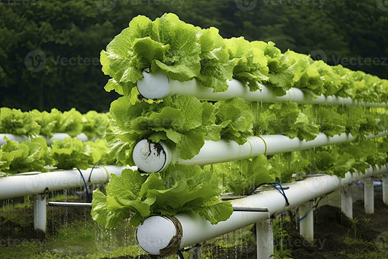 AI generated Hydroponic lettuce growing. AI Generated photo