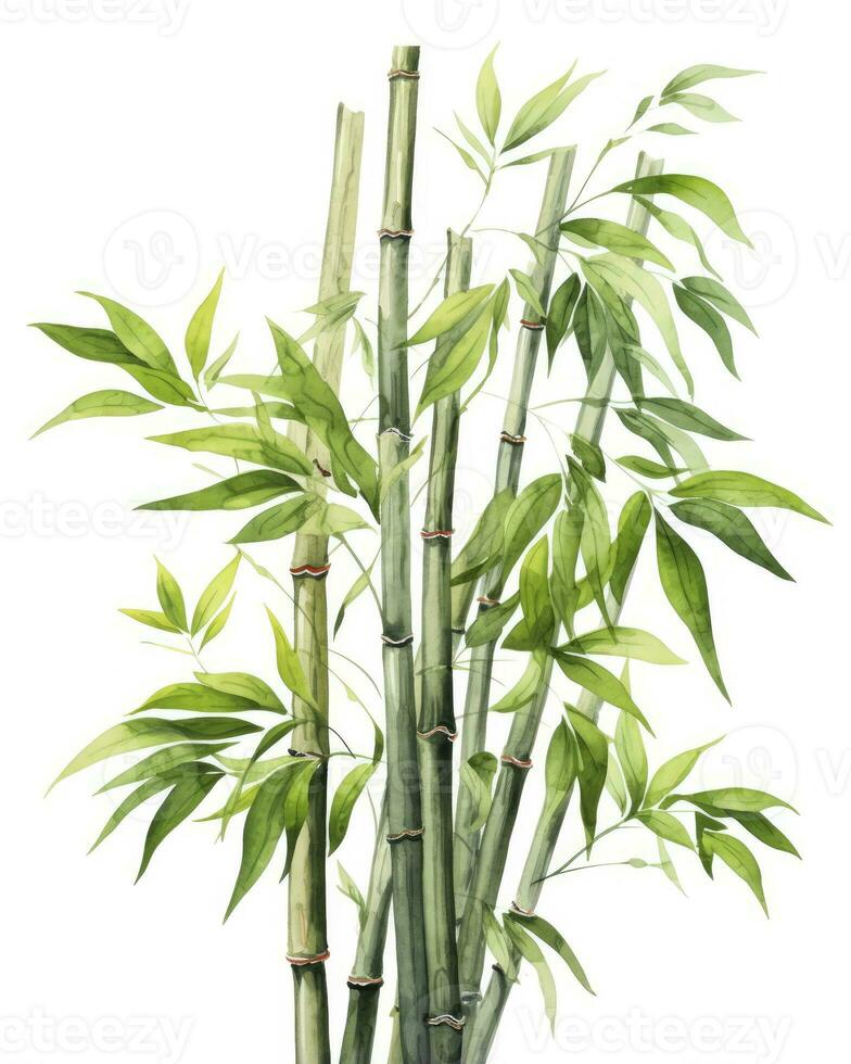 AI generated Watercolor bamboo clipart isolated on white background. AI Generated photo