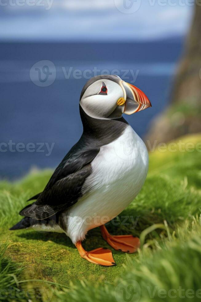 AI generated Puffin bird on a green grass patch. AI Generated photo