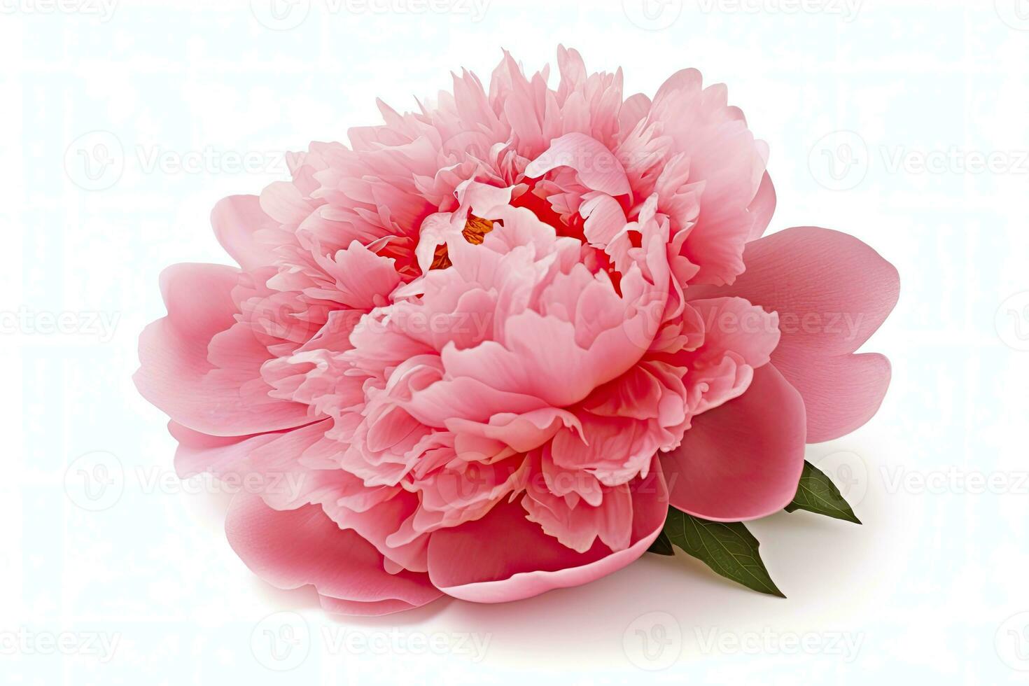 AI generated Peony isolated on white background. AI Generated photo