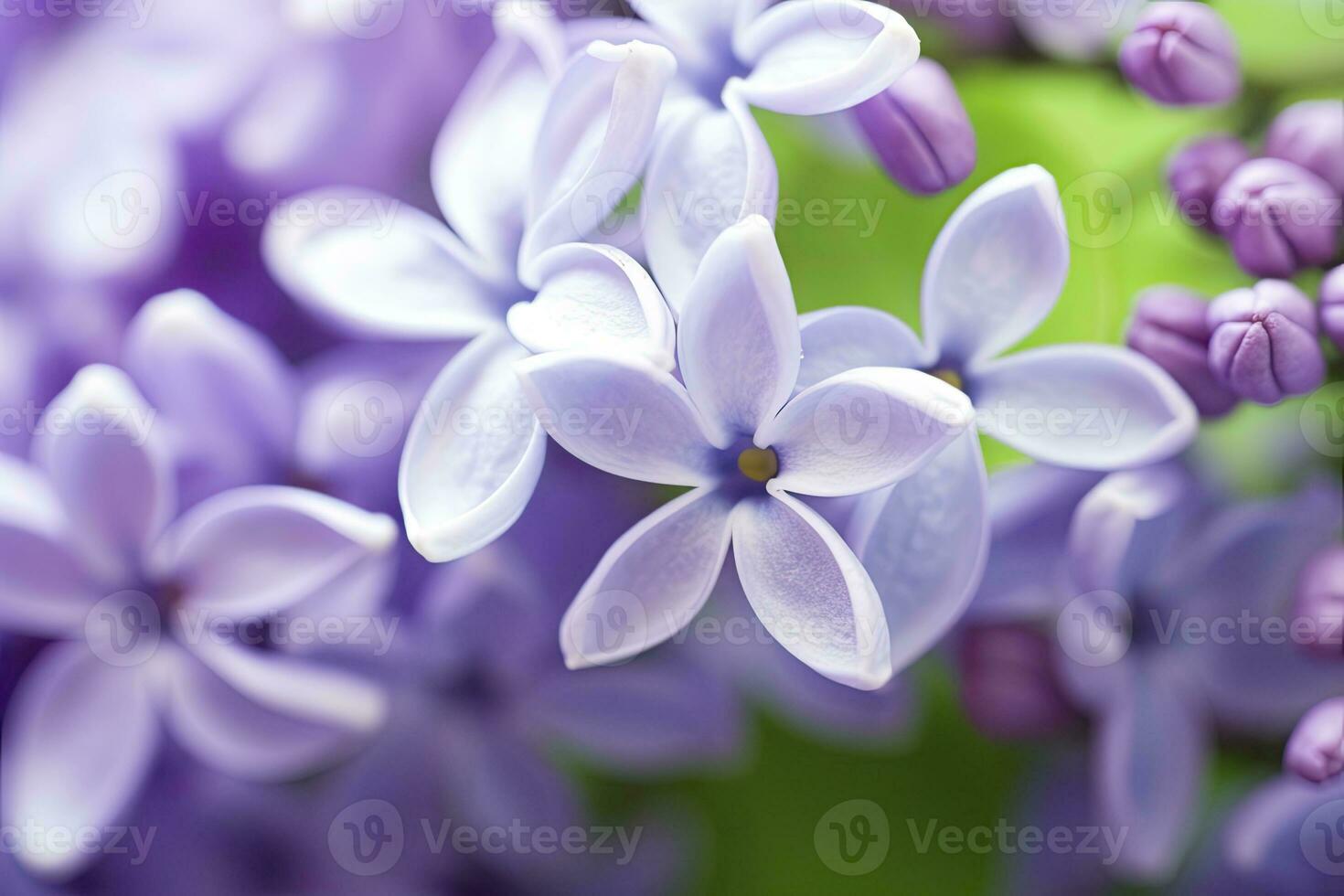 AI generated Lilac blossom macro background with copy space. AI Generated photo