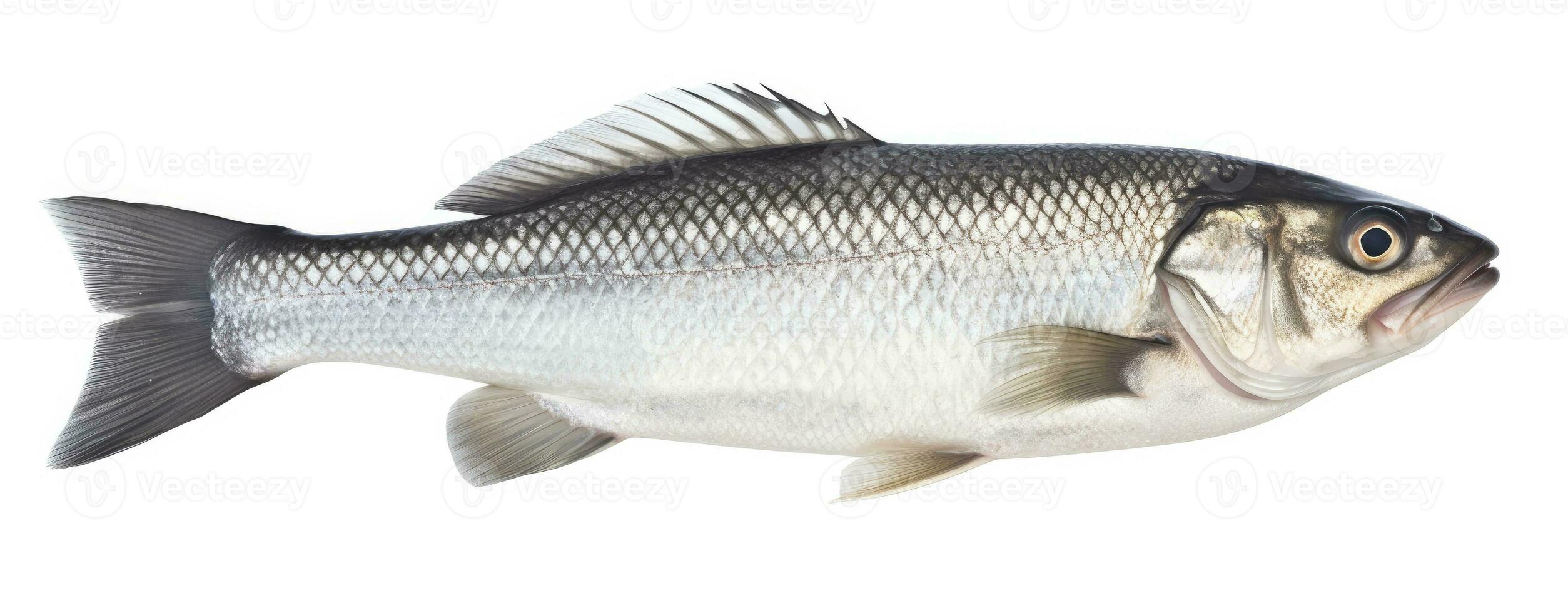 AI generated One fresh sea bass fish isolated on white background. AI Generated. photo