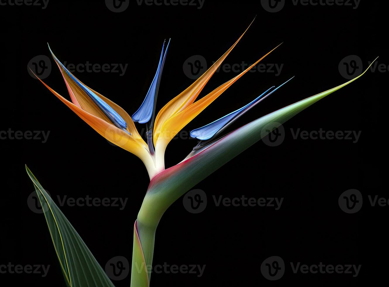 AI generated Bird of paradise flower isolated on black background. AI Generated photo